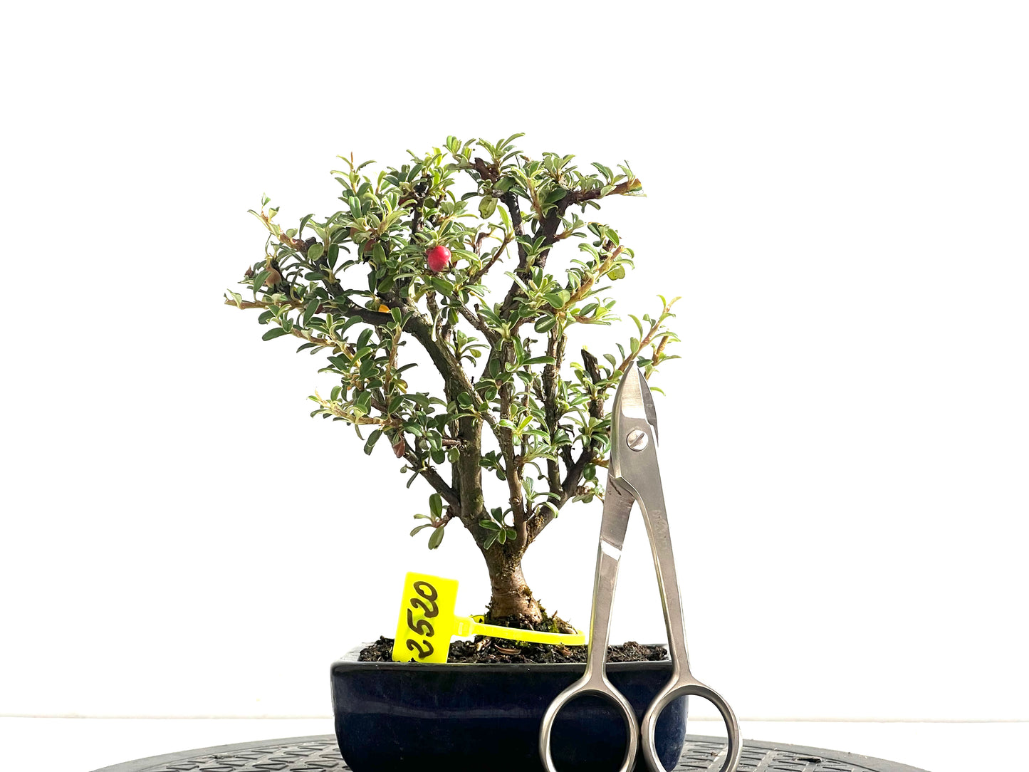 Cotoneaster Microphyllus 2520