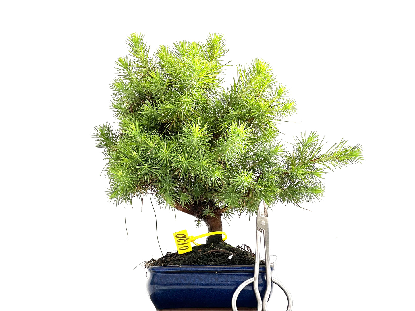 Pinus Halepensis 0120