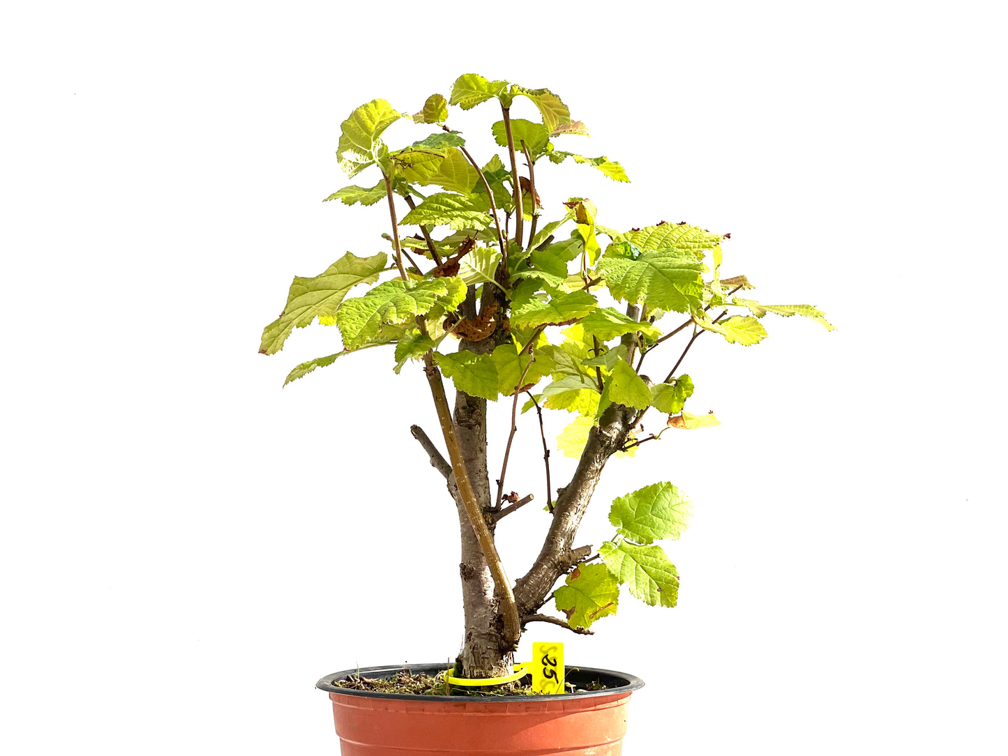 Corylus 2522