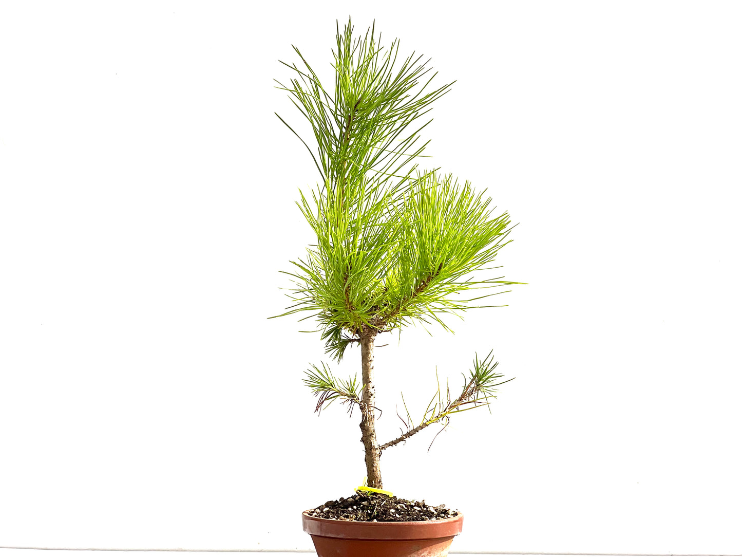 Pinus Thunbergii 2523