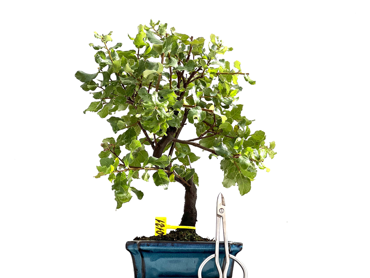 Quercus Suber 0121