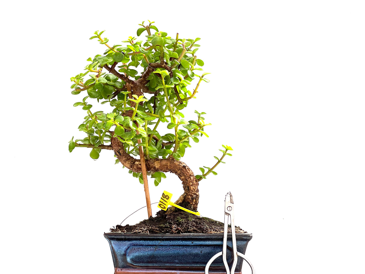 Portulacaria Afra 0118