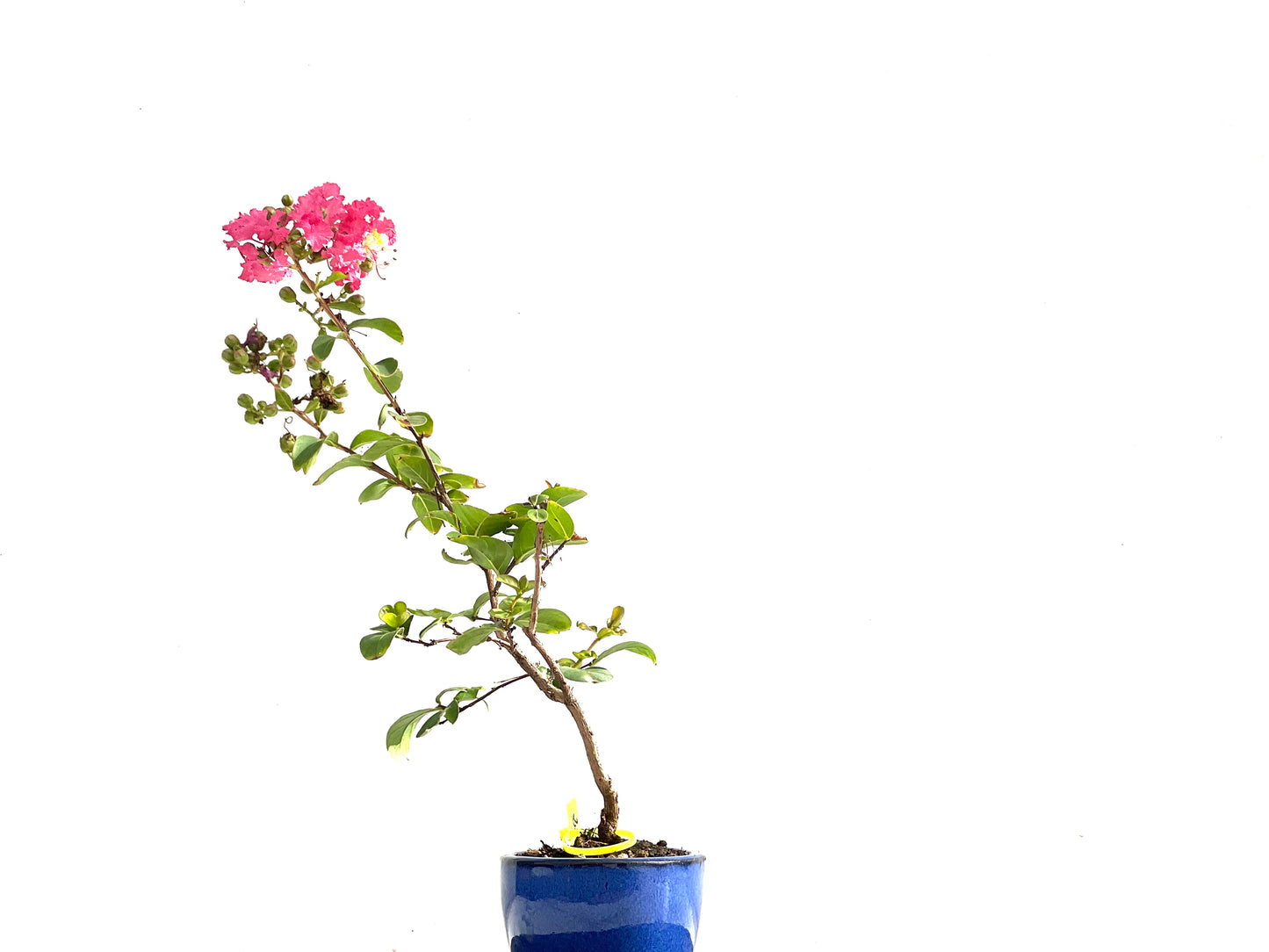 Lagerstroemia Indica 2521