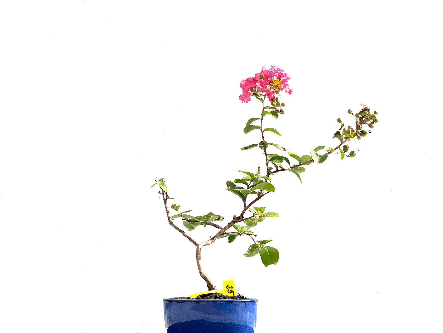 Lagerstroemia Indica 2521