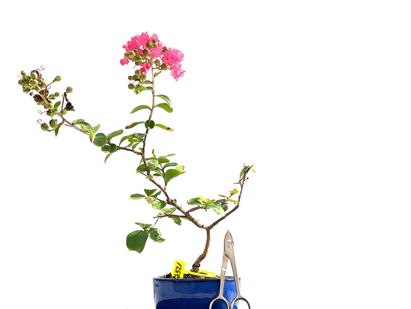 Lagerstroemia Indica 2521