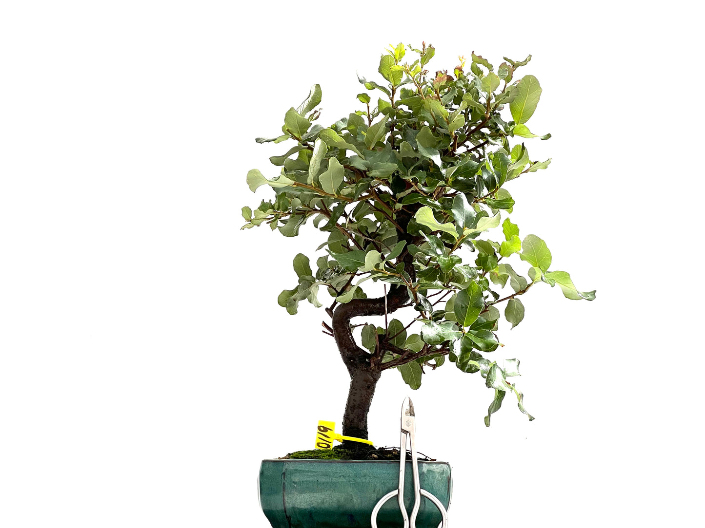 Quercus Suber 0119