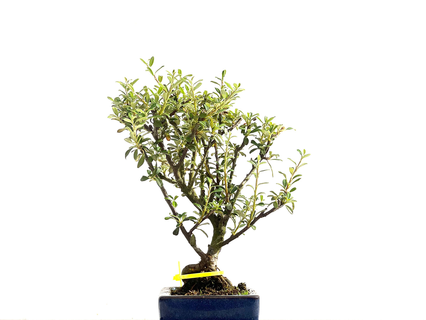 Cotoneaster Microphyllus 2526
