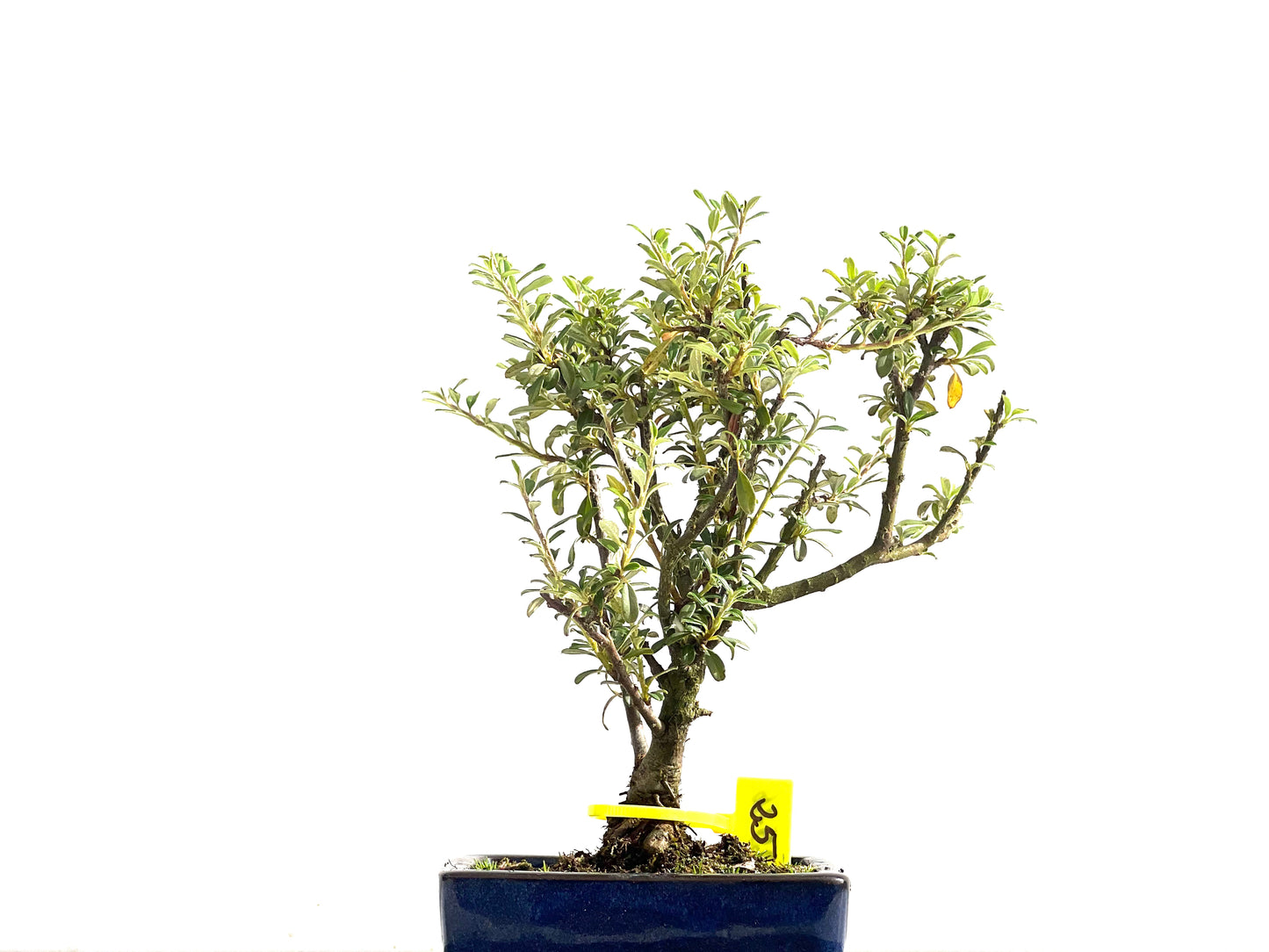 Cotoneaster Microphyllus 2526