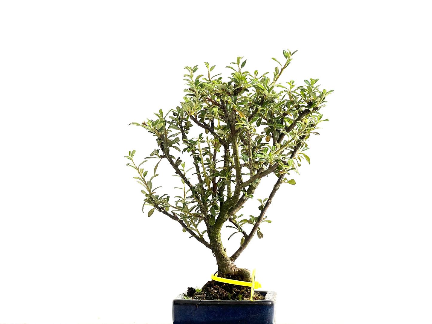 Cotoneaster Microphyllus 2526