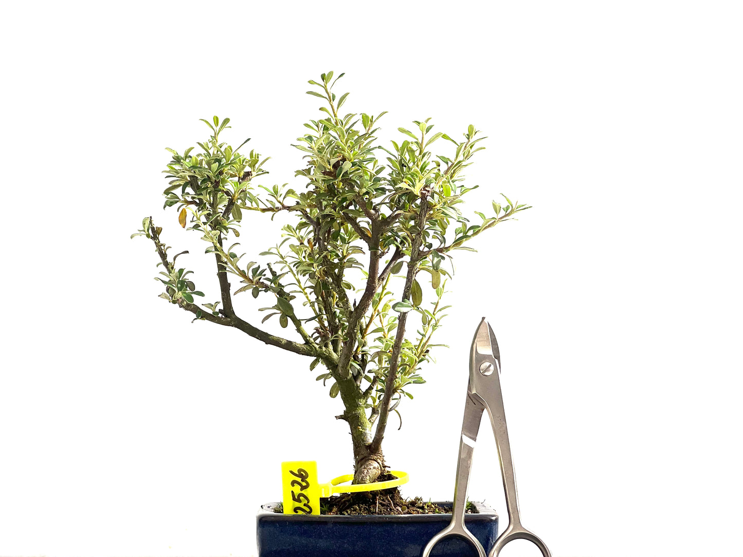 Cotoneaster Microphyllus 2526