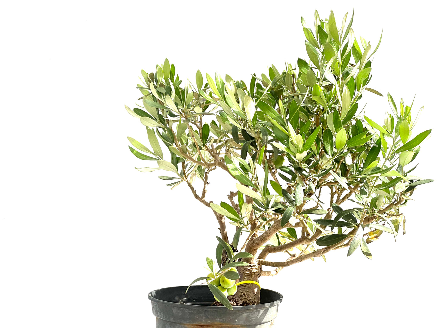 Olea Europaea 2527