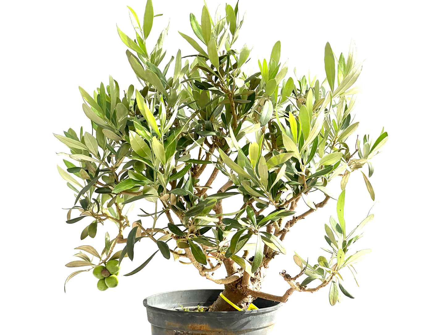 Olea Europaea 2527