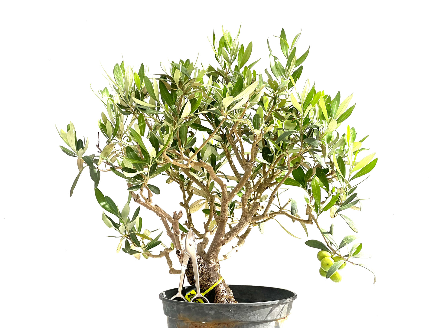 Olea Europaea 2527