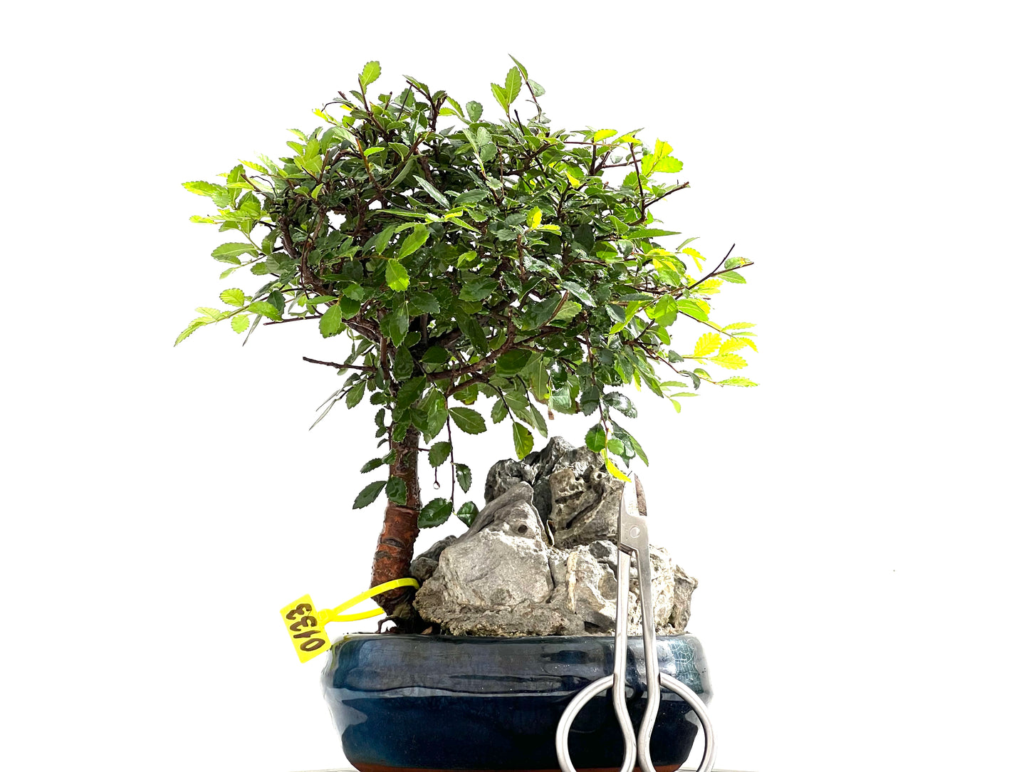 Ulmus Parvifolia 0133