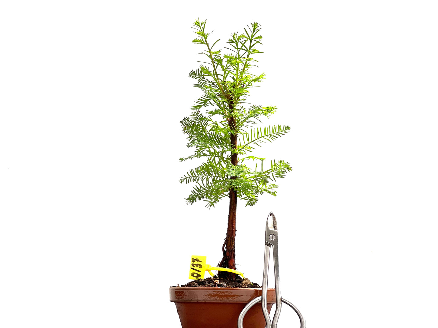 Taxodium 0137