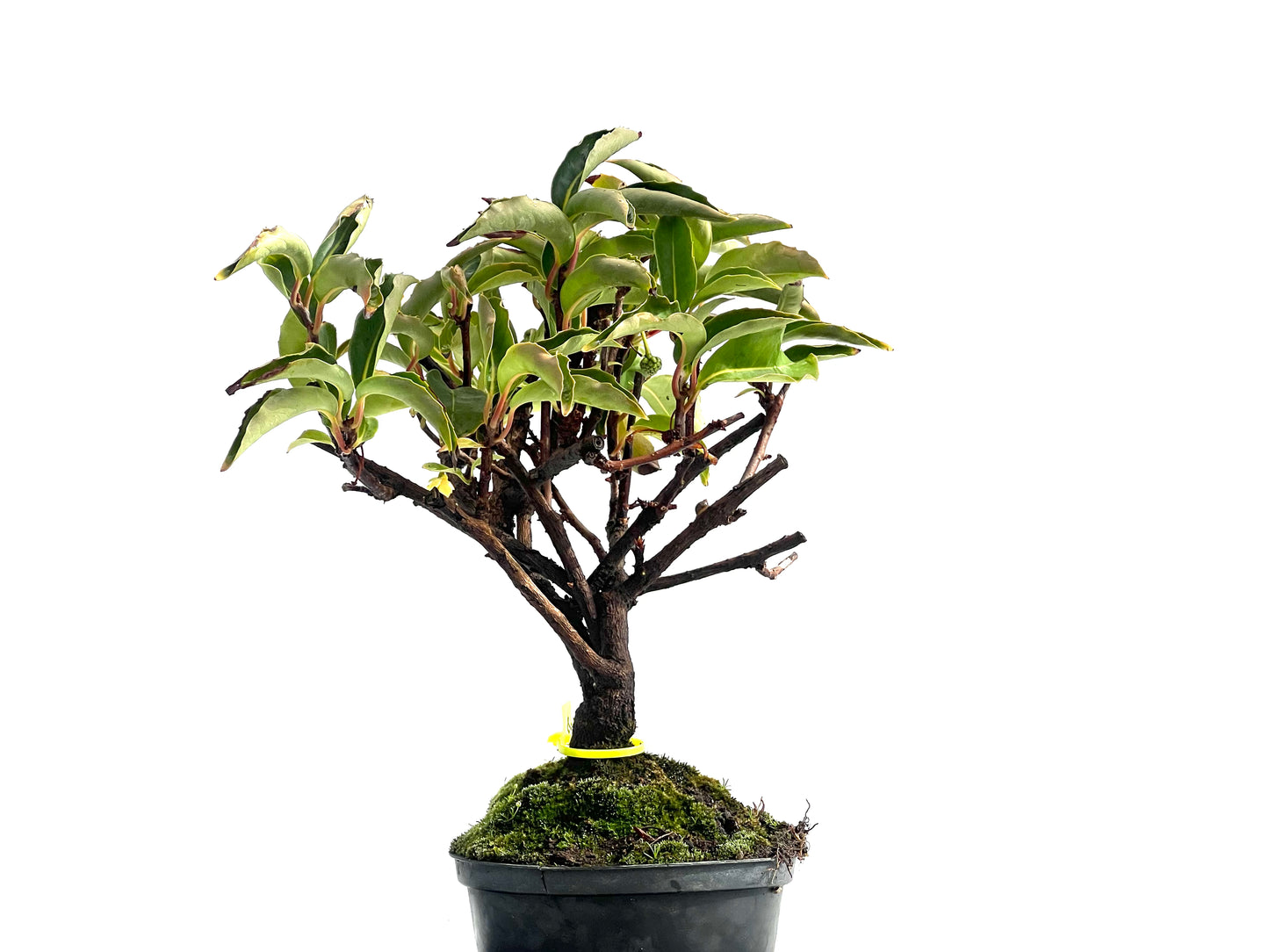 Kadsura Japonica 2528