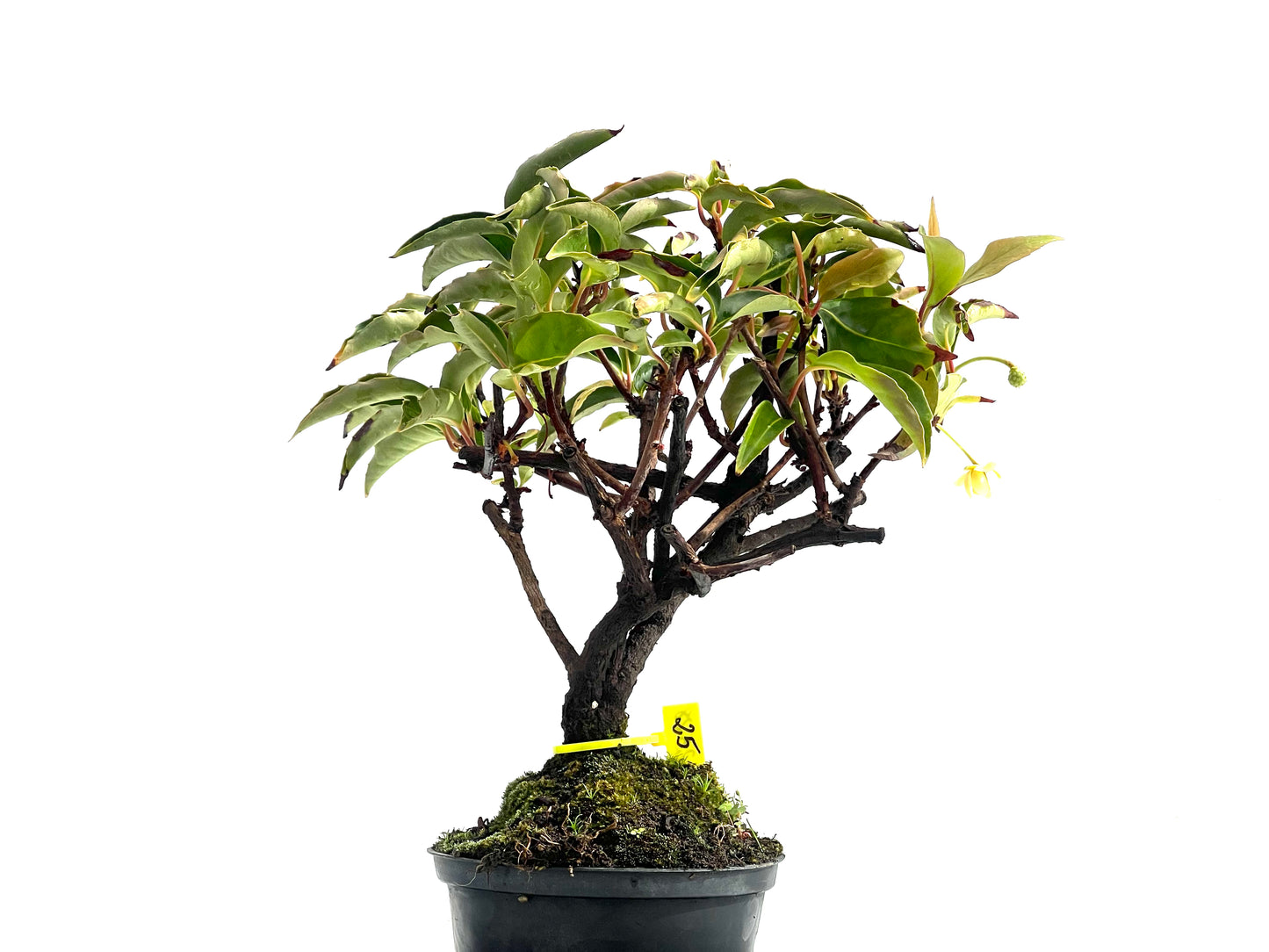 Kadsura Japonica 2528