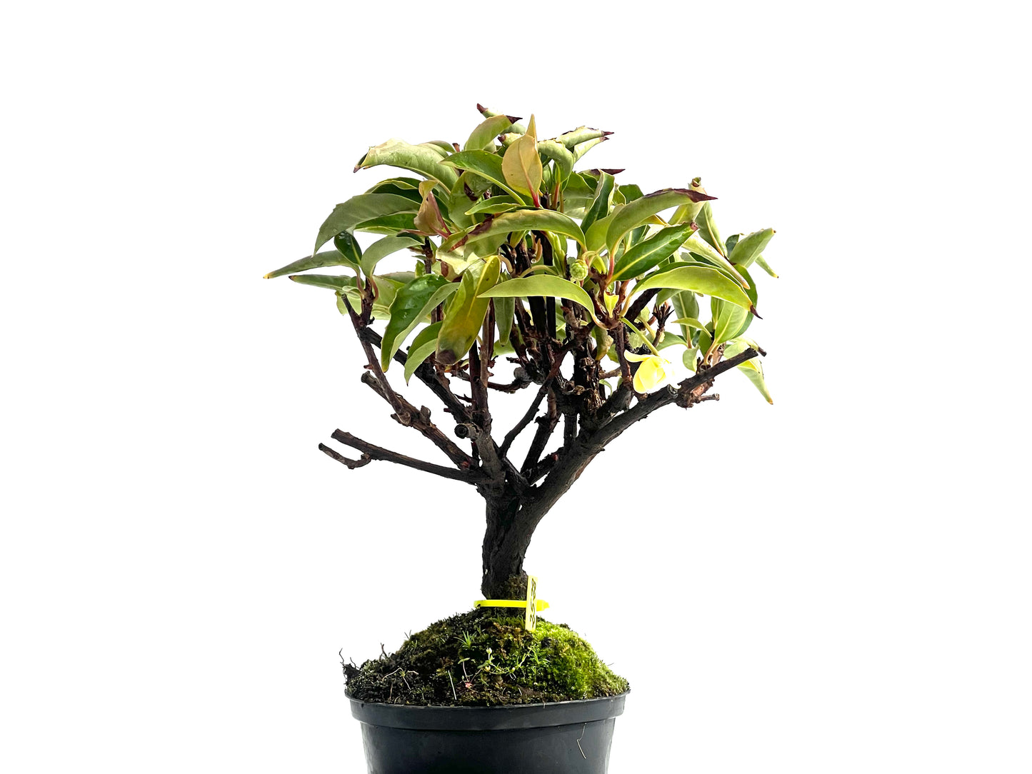 Kadsura Japonica 2528