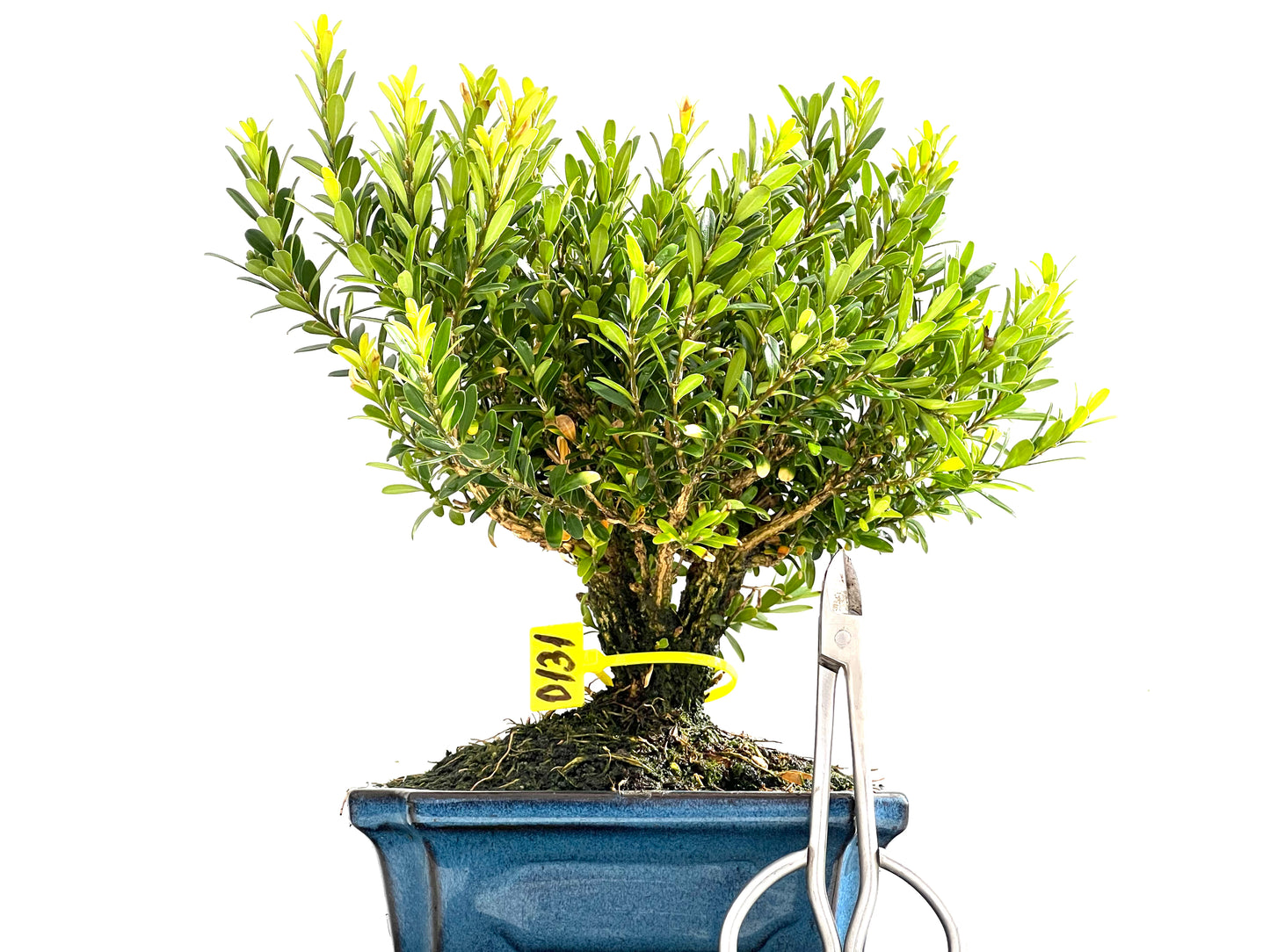 Buxus Harlandii 0131