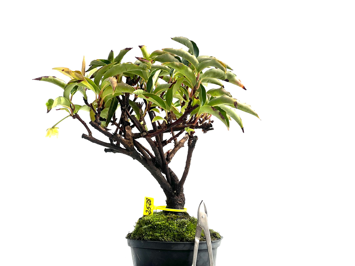 Kadsura Japonica 2528