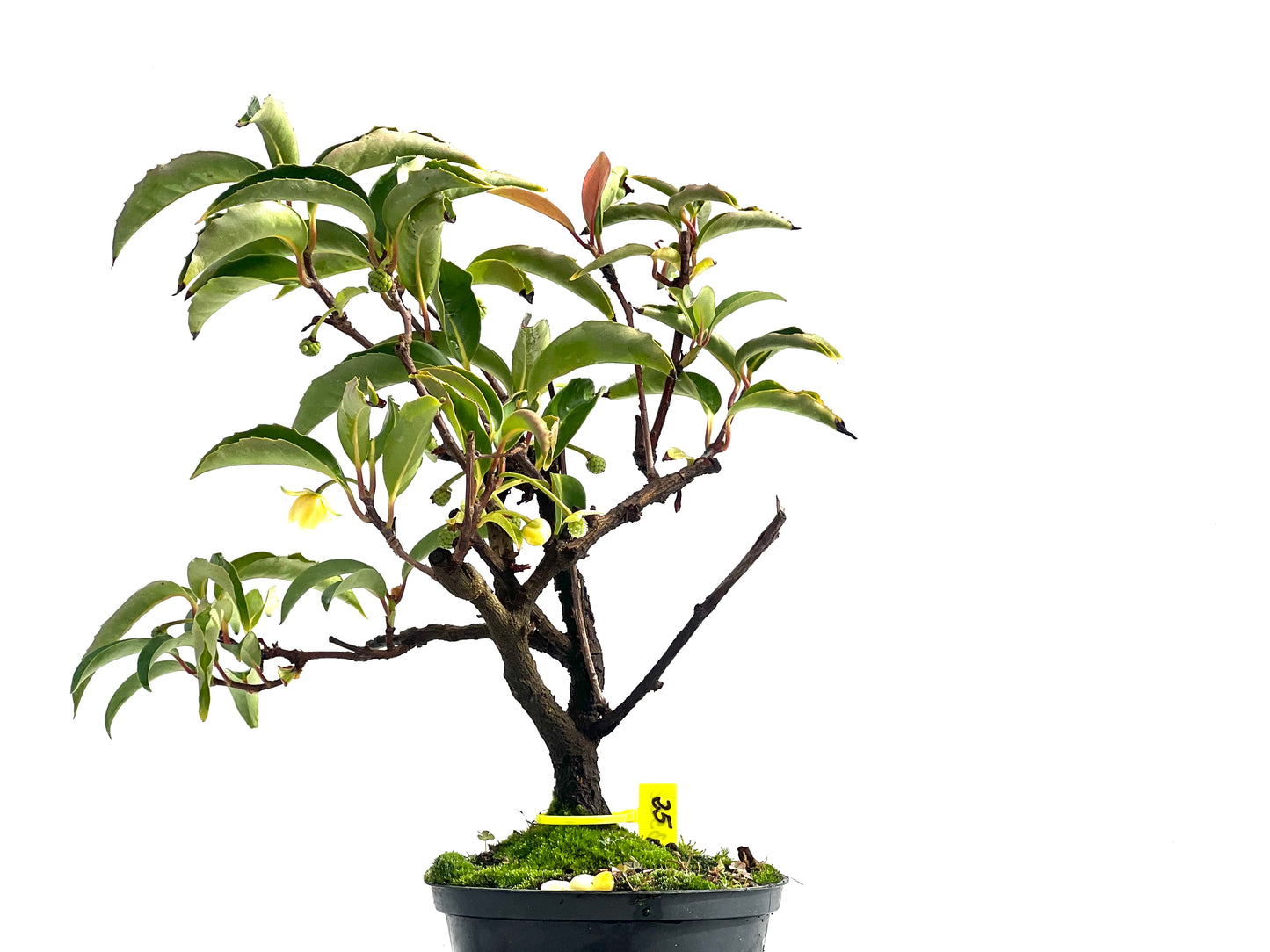 Kadsura Japonica 2532