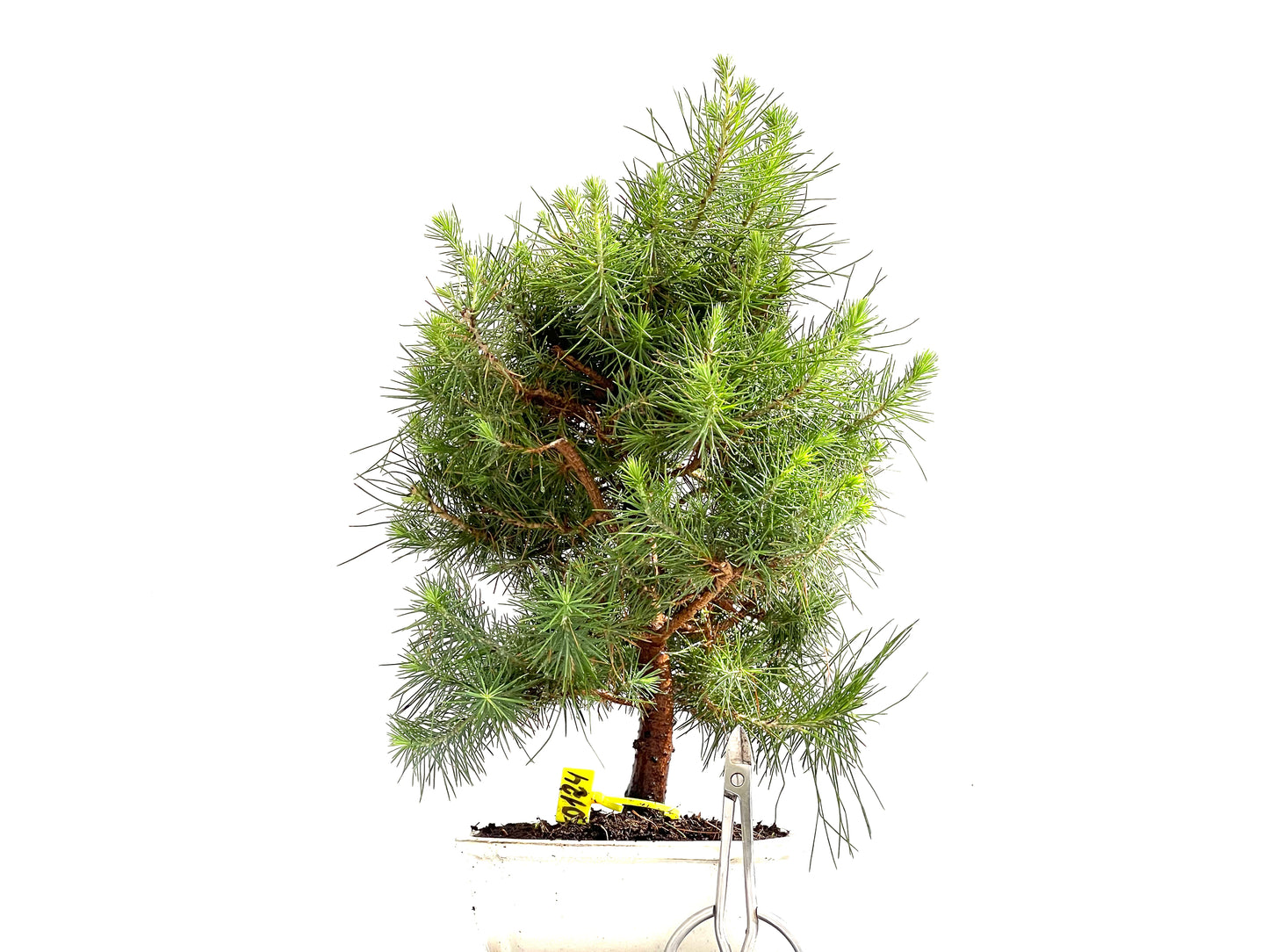 Pinus Halepensis 0124