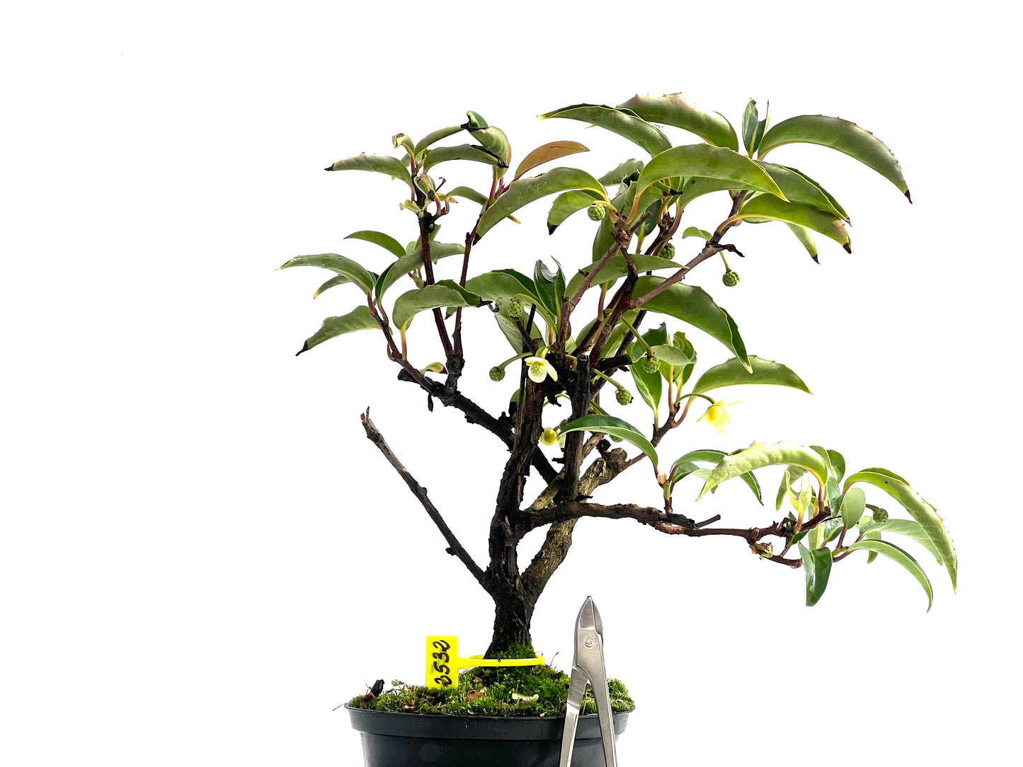 Kadsura Japonica 2532