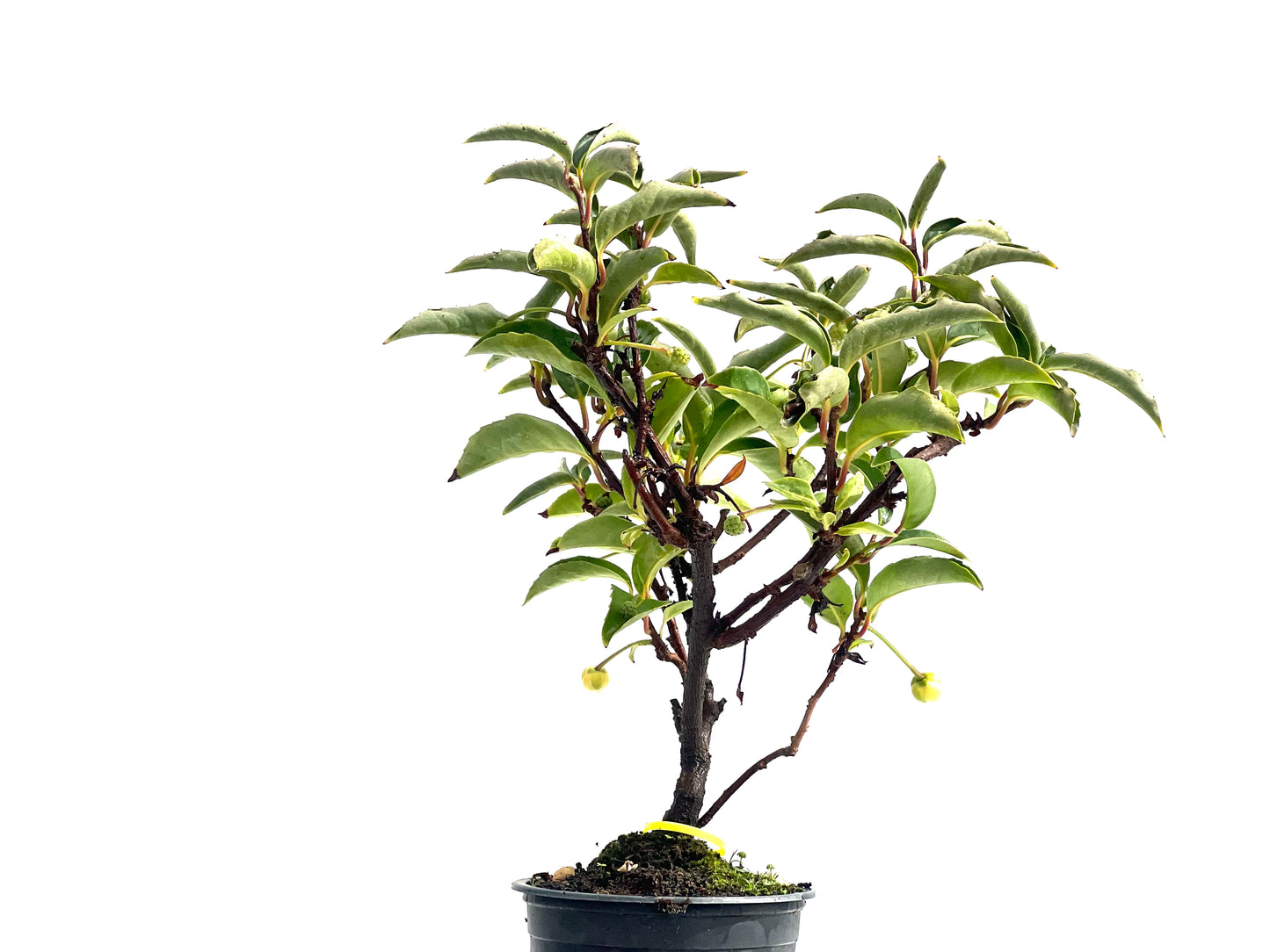 Kadsura Japonica 2530