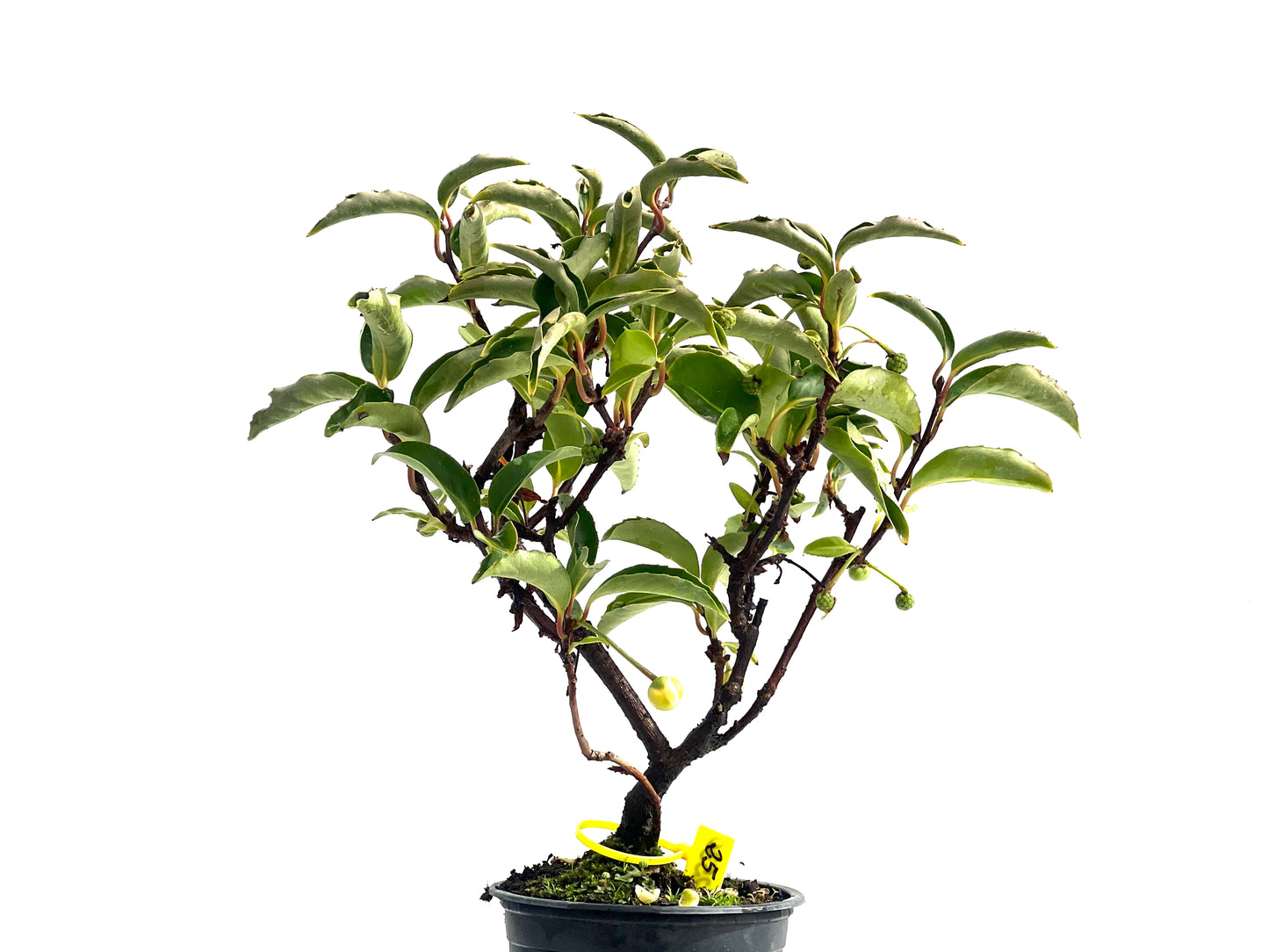 Kadsura Japonica 2530
