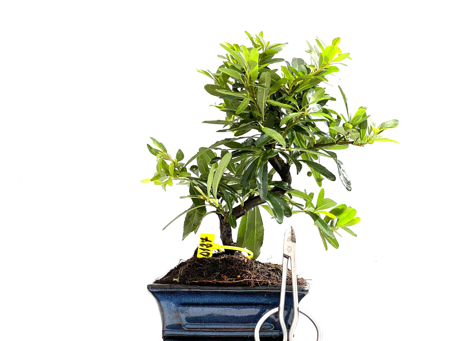 Pyracantha Japonica 0127