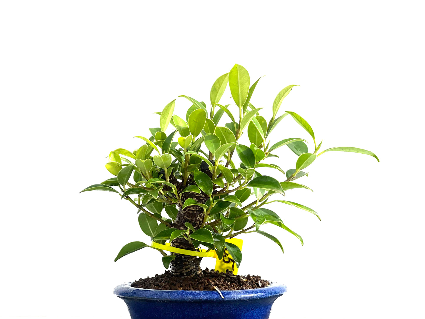 Ficus Tiger Bark 2534