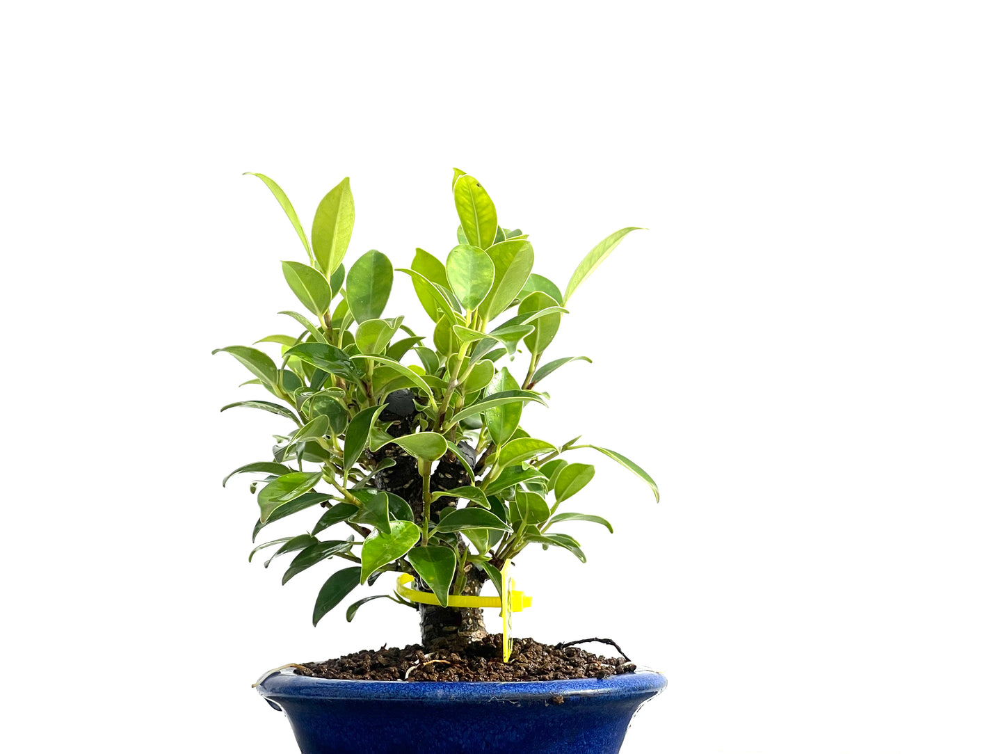 Ficus Tiger Bark 2534
