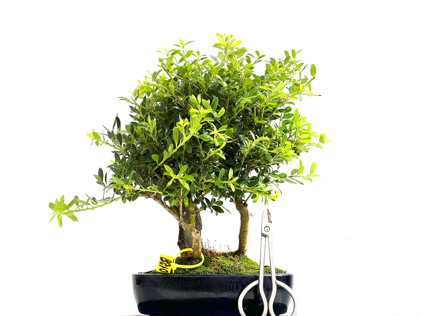 Ilex Crenata 0128