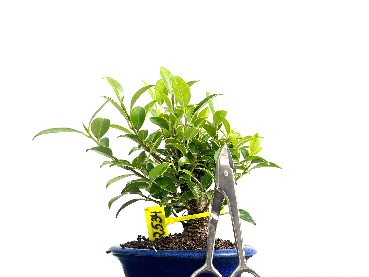 Ficus Tiger Bark 2534