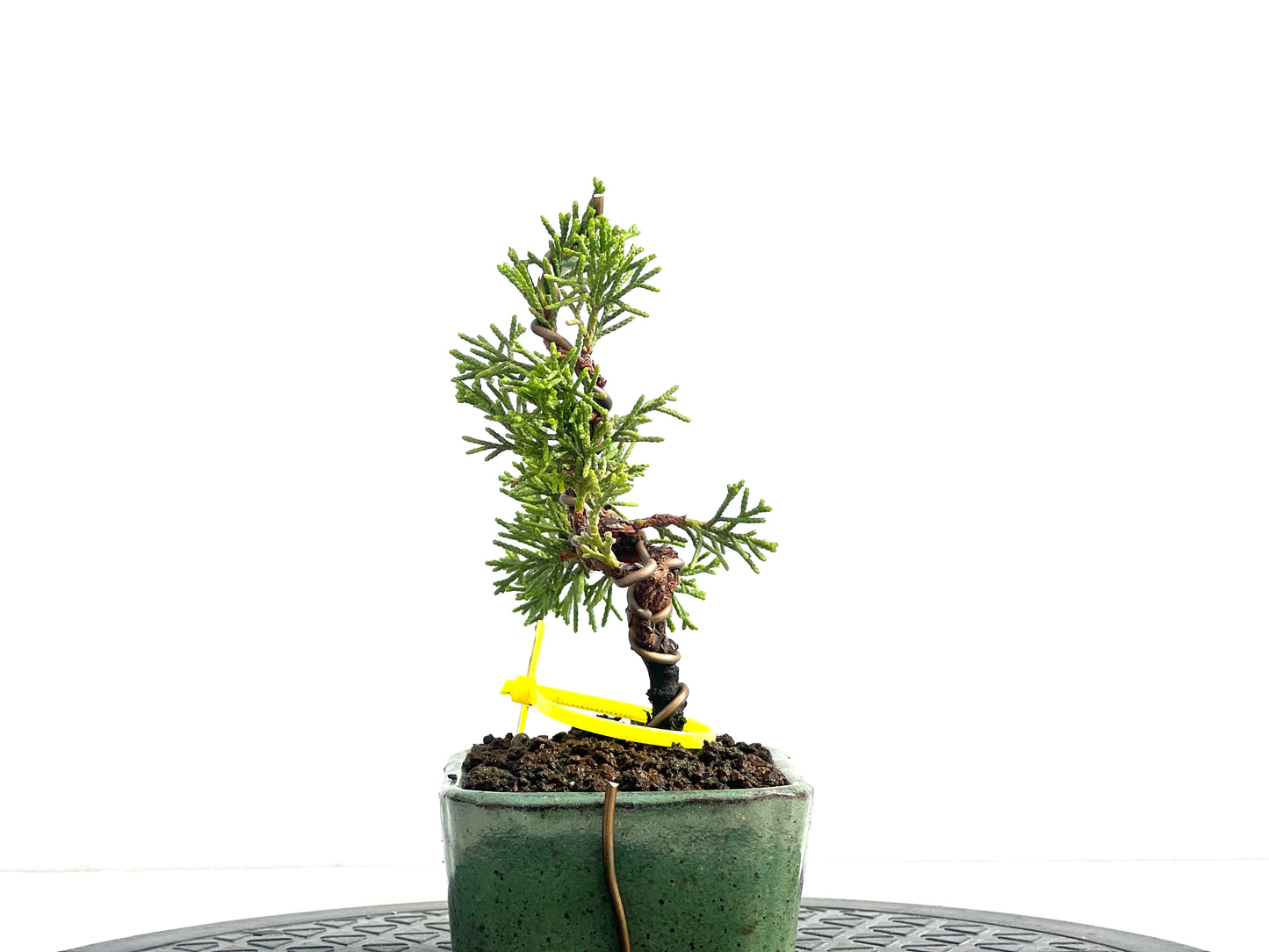 Juniperus Chinensis Itoigawa 2535