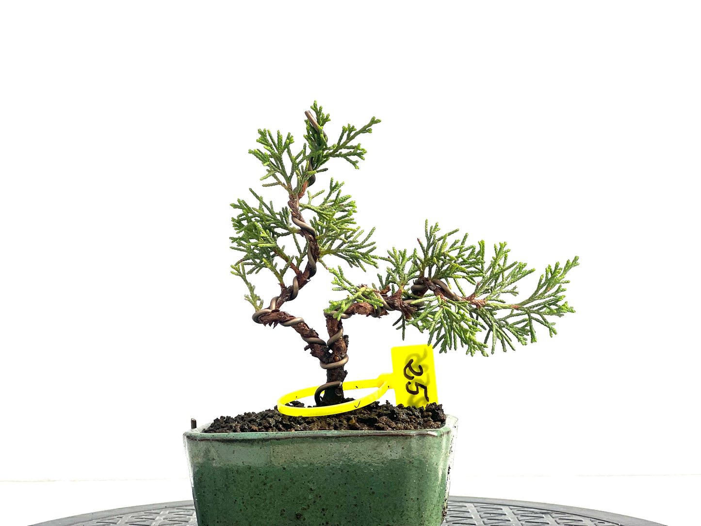 Juniperus Chinensis Itoigawa 2535