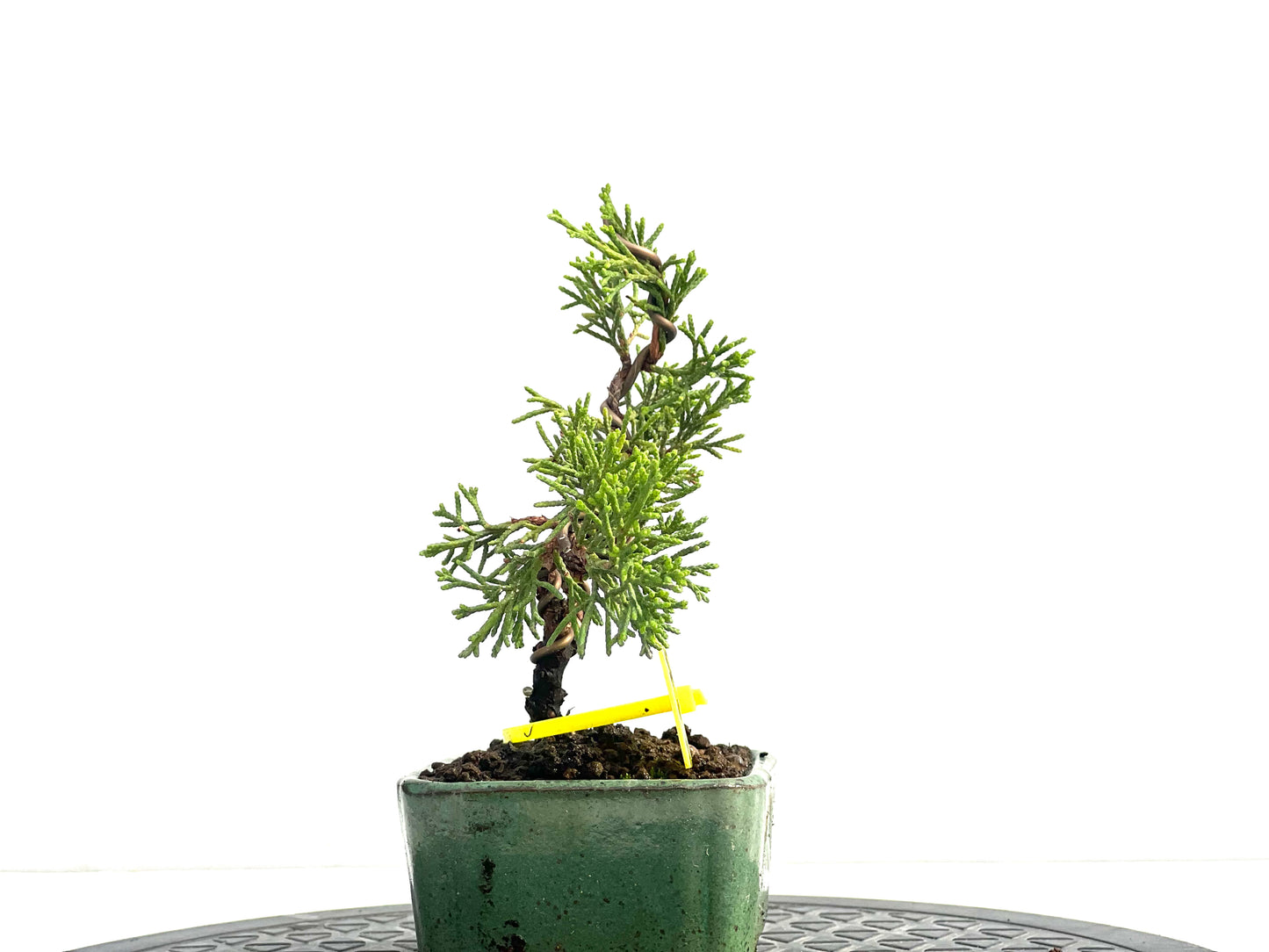 Juniperus Chinensis Itoigawa 2535