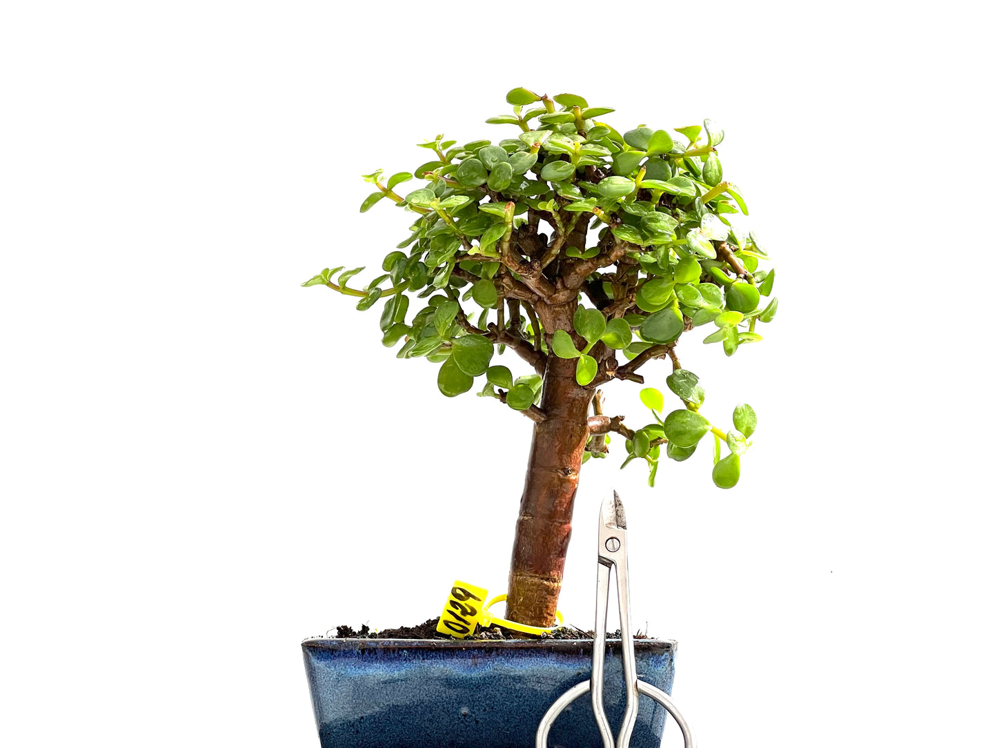 Portulacaria Afra 0129
