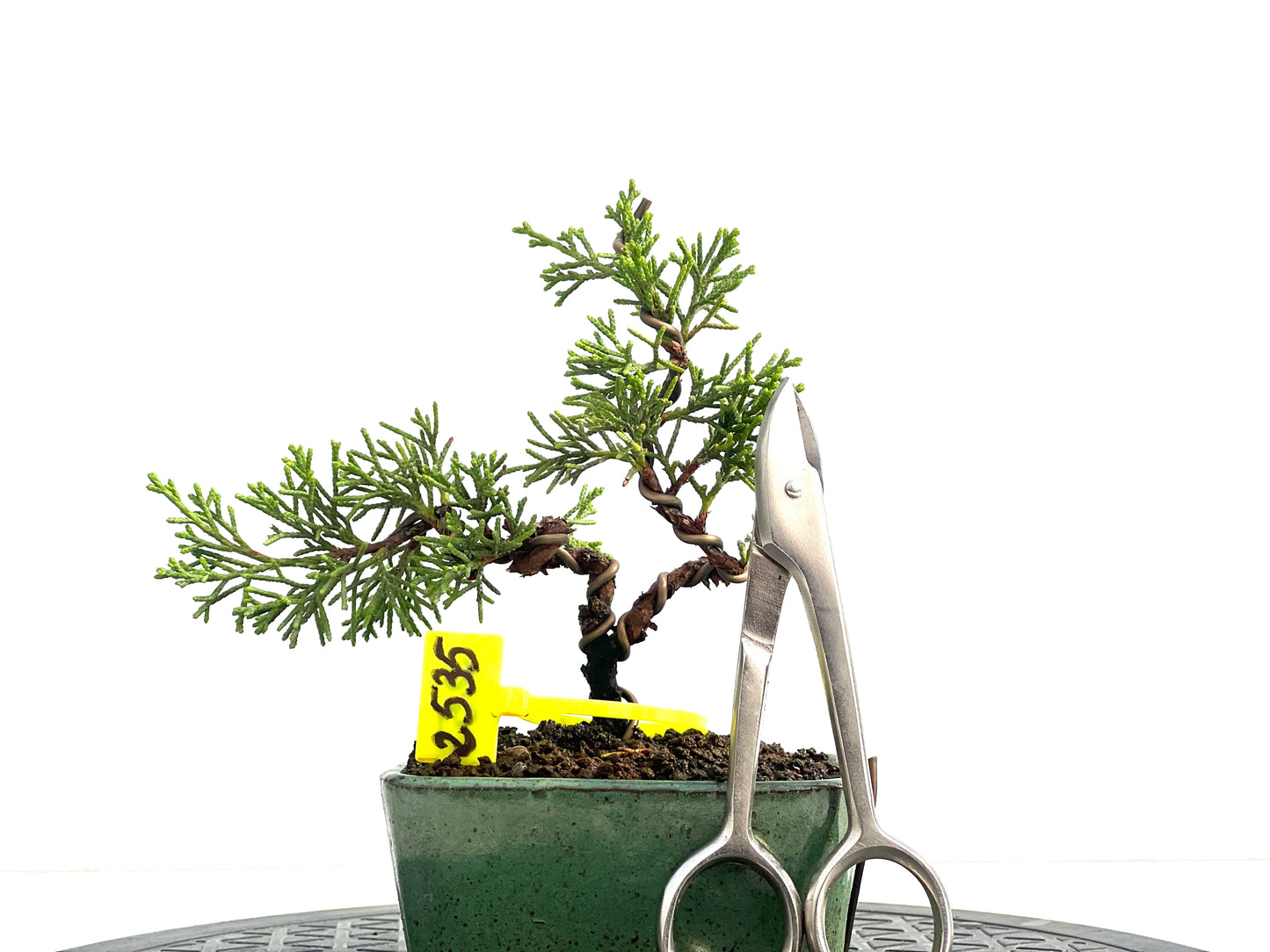 Juniperus Chinensis Itoigawa 2535
