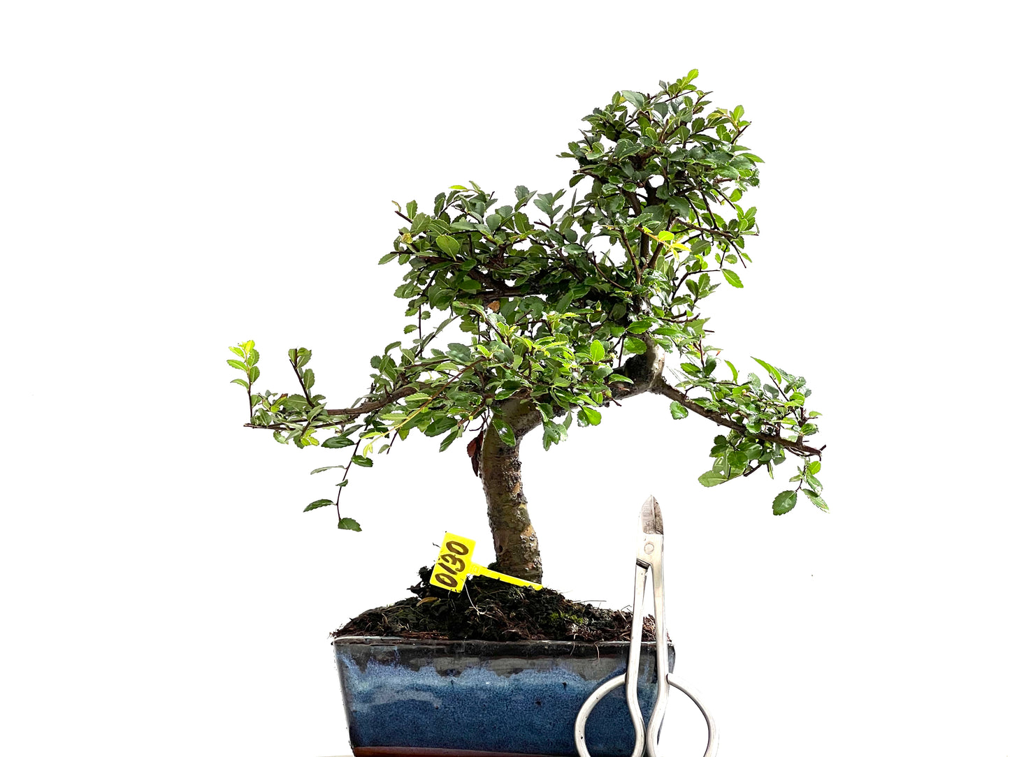 Ulmus Parvifolia 0130