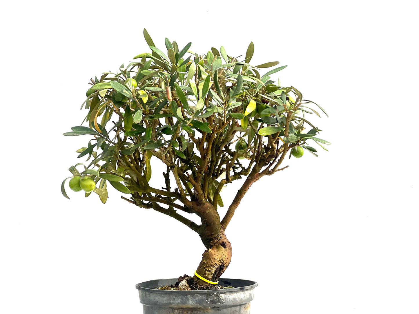 Olea Europaea 2529
