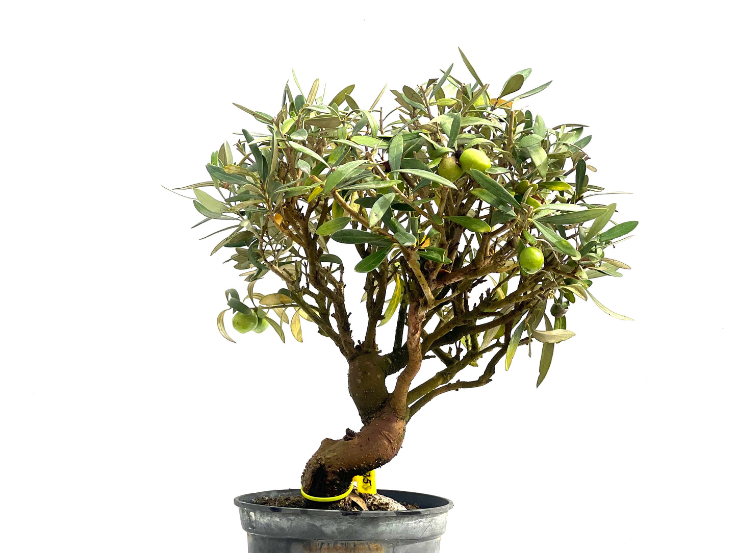 Olea Europaea 2529