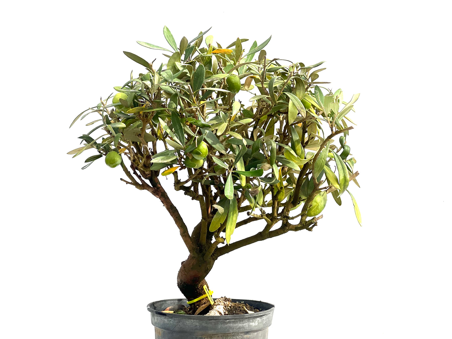 Olea Europaea 2529
