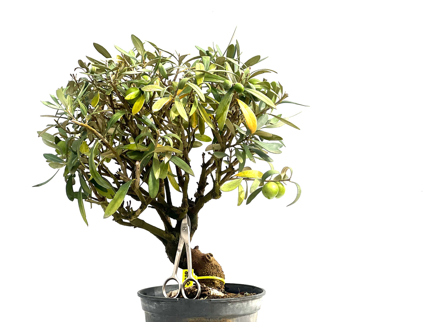 Olea Europaea 2529