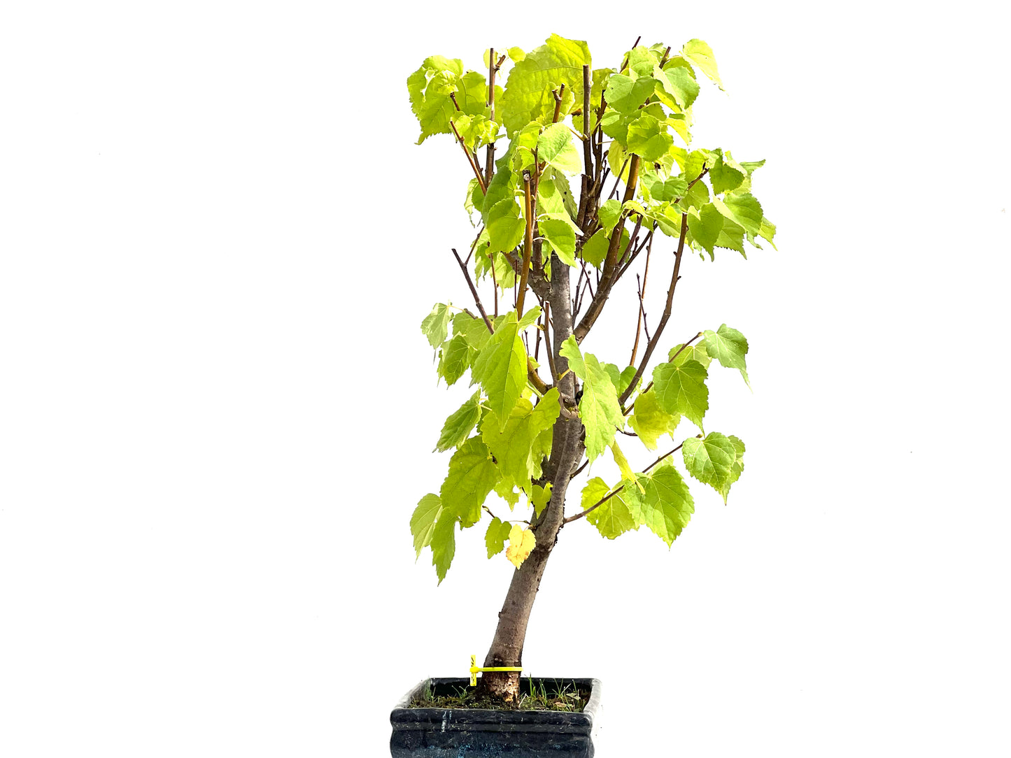Tilo Cordata 2541