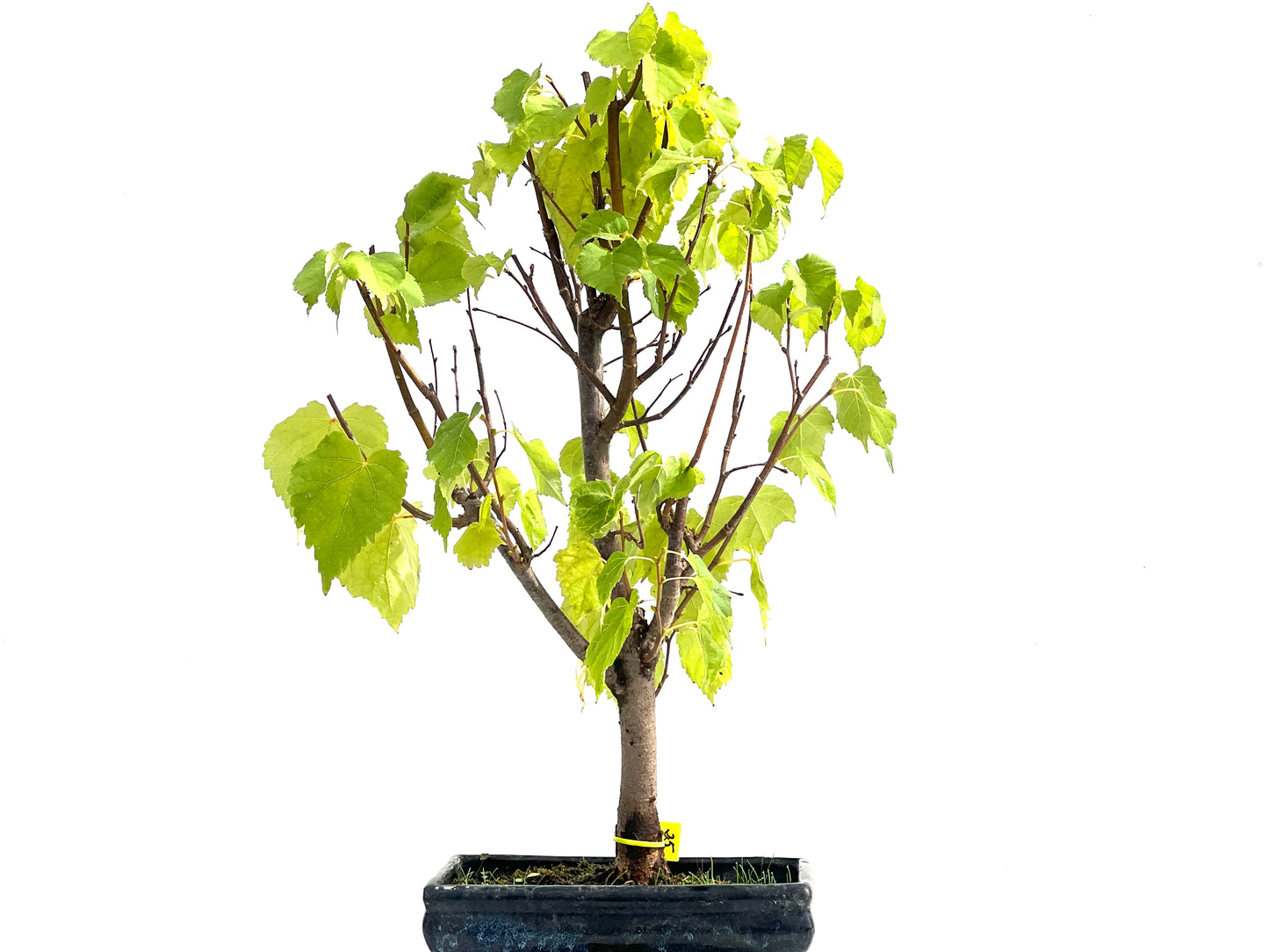 Tilo Cordata 2541