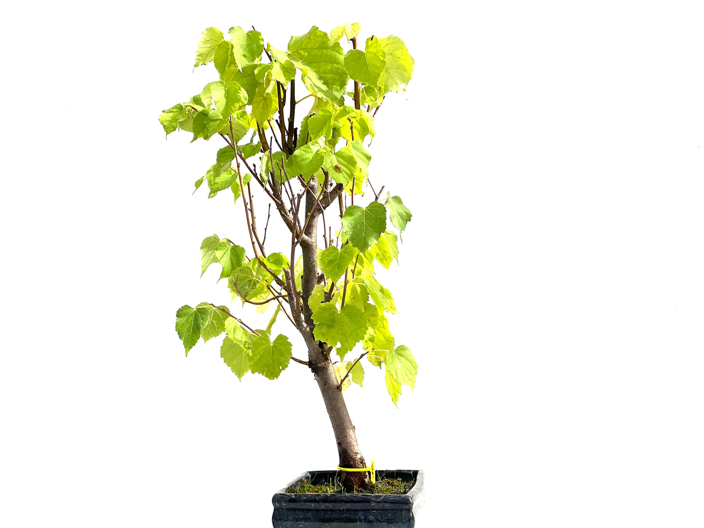 Tilo Cordata 2541