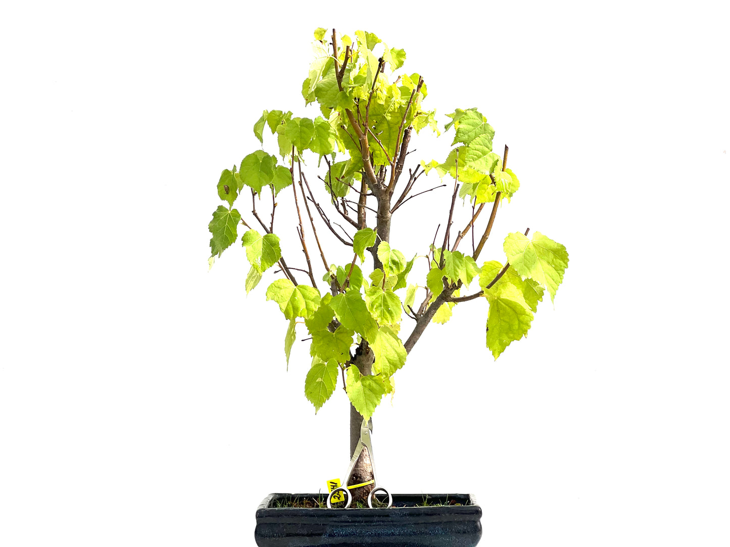 Tilo Cordata 2541