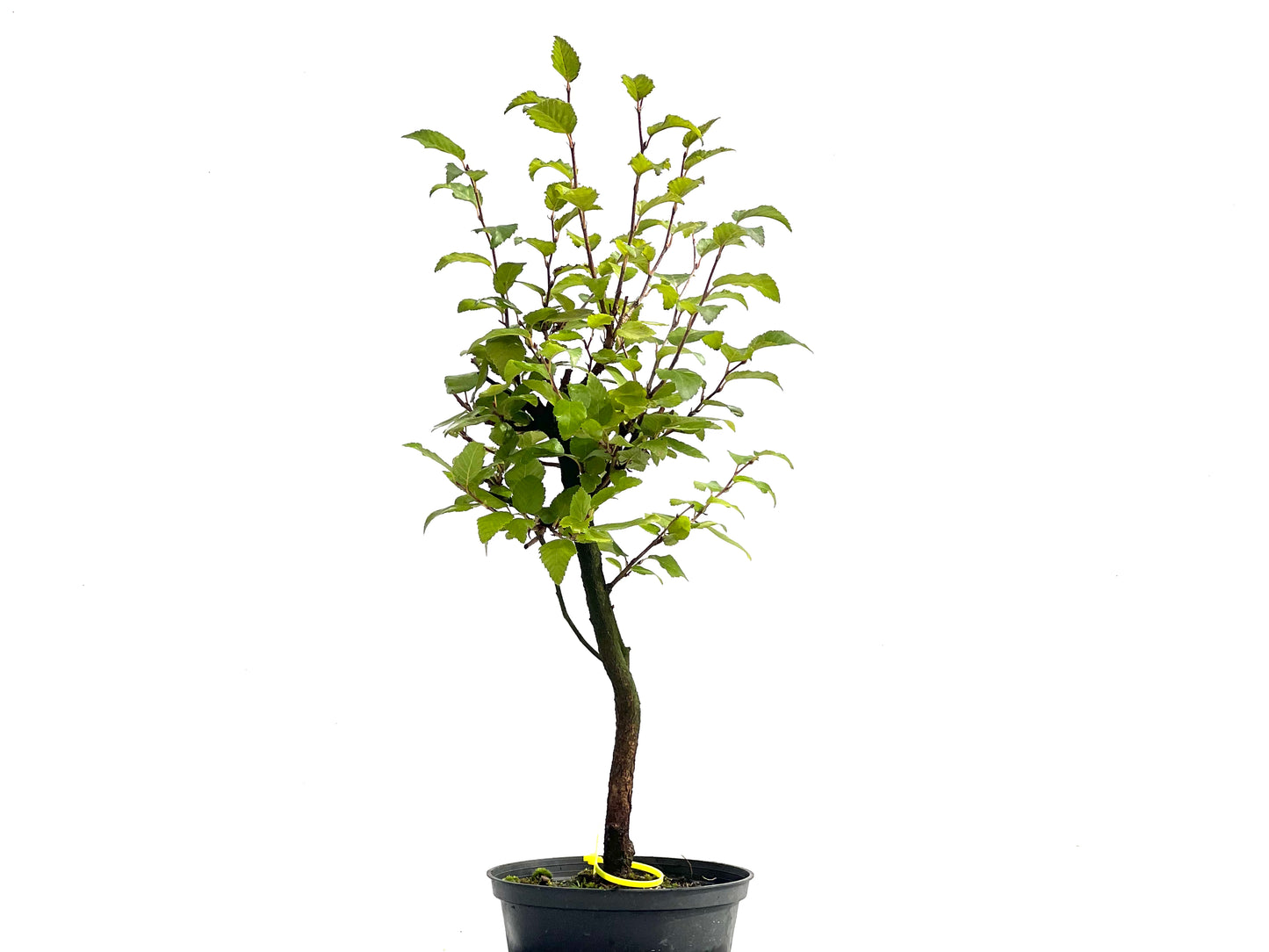 Carpinus Turczaninowii 2540