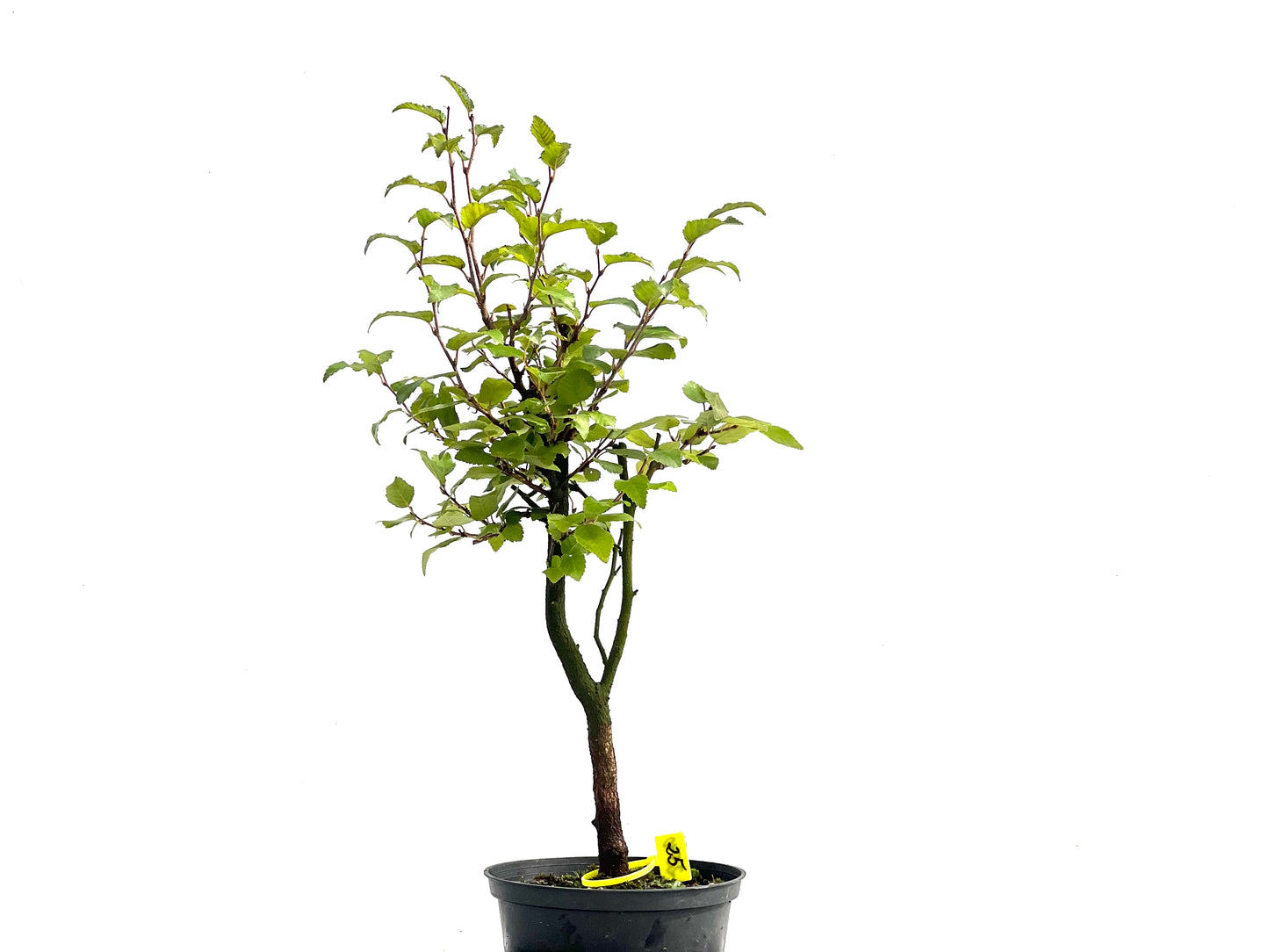 Carpinus Turczaninowii 2540